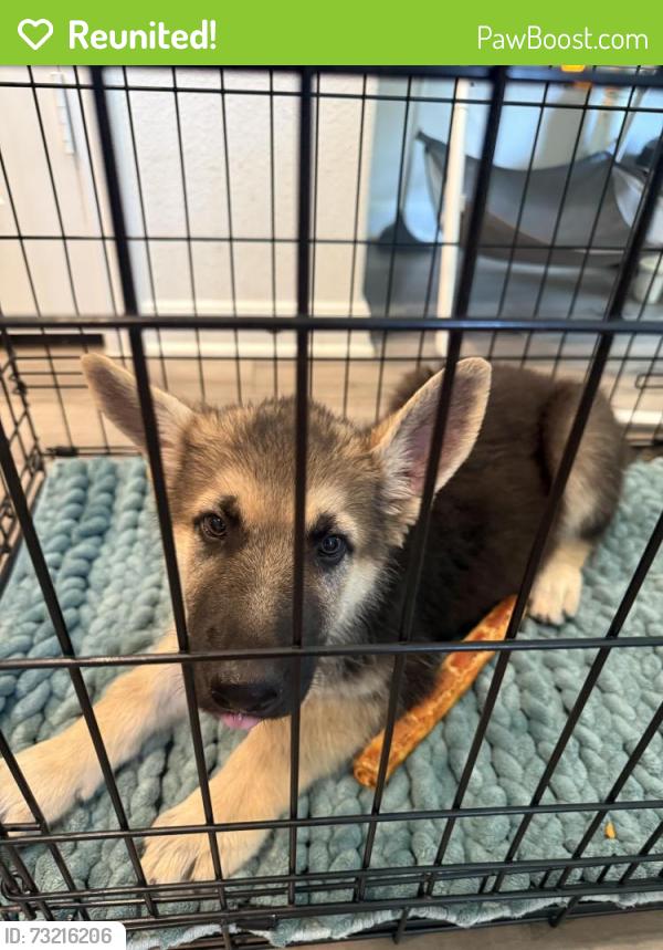 Reunited Male Dog last seen Drain drive Newark Tx, Newark, TX 76071