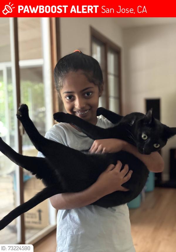 Lost Female Cat last seen Almaden Country Club, San Jose, CA 95120