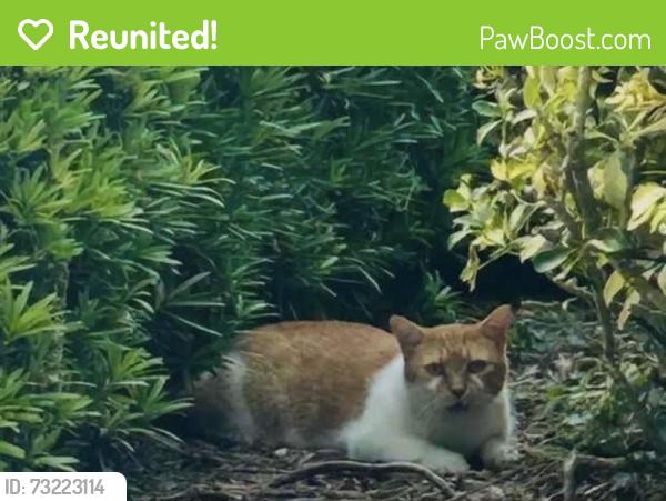 Reunited Unknown Cat last seen Near SW Elsinore Dr, Port St. Lucie, FL 34987, USA, Port St. Lucie, FL 34987