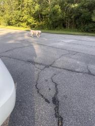 Found/Stray Male Dog last seen Carters valley elementary, Church Hill, TN 37642