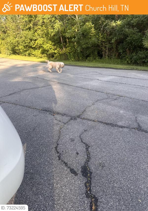 Found/Stray Male Dog last seen Carters valley elementary, Church Hill, TN 37642