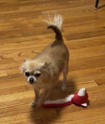 Reunited Female Dog last seen Udall rd, Baywood, NY 11706
