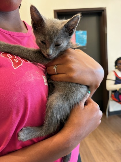 Shelter Stray Male Cat last seen M.L.K Dr. and Bolton Rd, Atlanta, GA, 1251 Fulton Industrial Blvd NW, Atlanta, GA 30336, USA