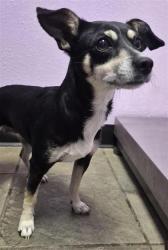 Shelter Stray Female Dog last seen Near QUAIL AVE, CITY of El Paso, TX, 5001 Fred Wilson Ave, El Paso, TX 79906, USA