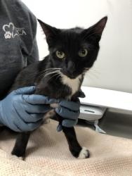 Shelter Stray Female Cat last seen Data Dr, Rancho Cordova, CA, 6201 Florin Perkins Rd, Sacramento, CA 95828, USA