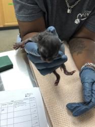 Shelter Stray Male Cat last seen Data Dr, Rancho Cordova, CA, 6201 Florin Perkins Rd, Sacramento, CA 95828, USA
