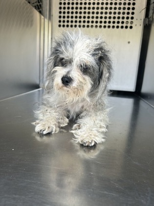 Shelter Stray Female Dog last seen , Outside Jurisdiction - Return, TX, 355 Hillshire Dr, Haslet, TX 76052, USA