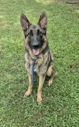 Shelter Stray Male Dog last seen Near Moreland Ave SE Atlanta, 30315, Other - Out of County, GA, 3280 Chamblee Dunwoody Rd, Chamblee, GA 30341, USA