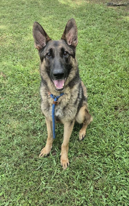 Shelter Stray Male Dog last seen Near Moreland Ave SE Atlanta, 30315, Other - Out of County, GA, 3280 Chamblee Dunwoody Rd, Chamblee, GA 30341, USA