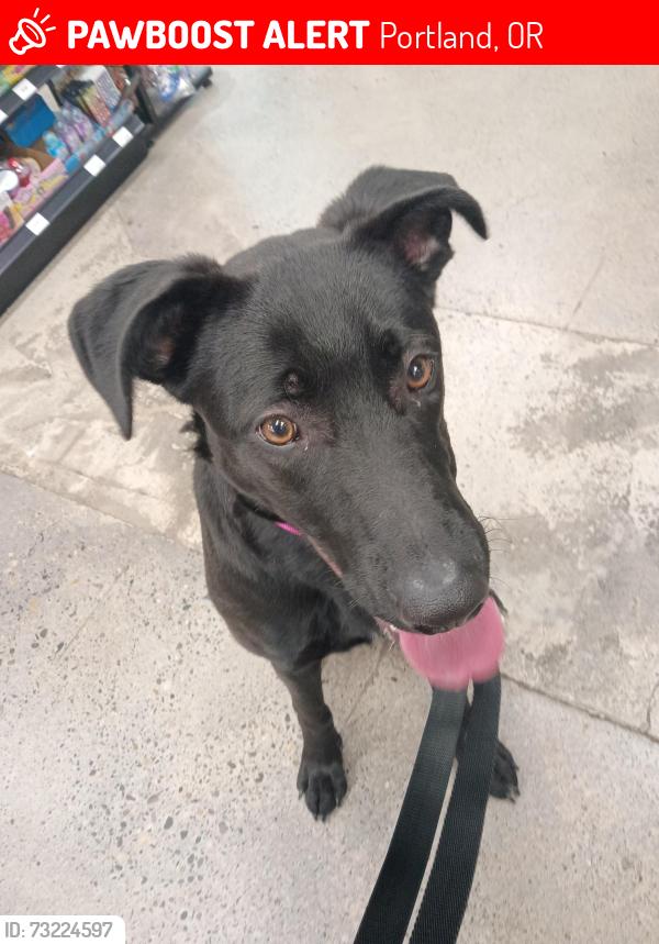 Lost Female Dog last seen Laurelhurst park, Portland, OR 97214