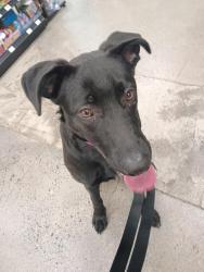 Lost Female Dog last seen Laurelhurst park, Portland, OR 97214