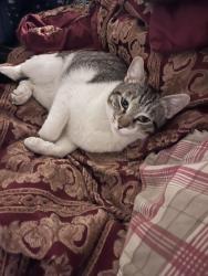 Lost Male Cat last seen 7th Avenue Drive Broomfield Co,, Broomfield, CO 80020
