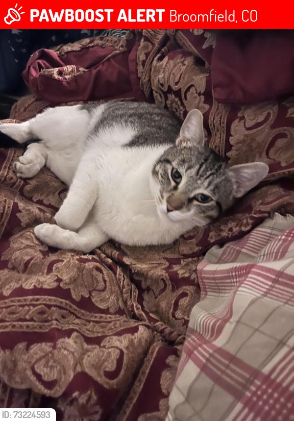 Lost Male Cat last seen 7th Avenue Drive Broomfield Co,, Broomfield, CO 80020