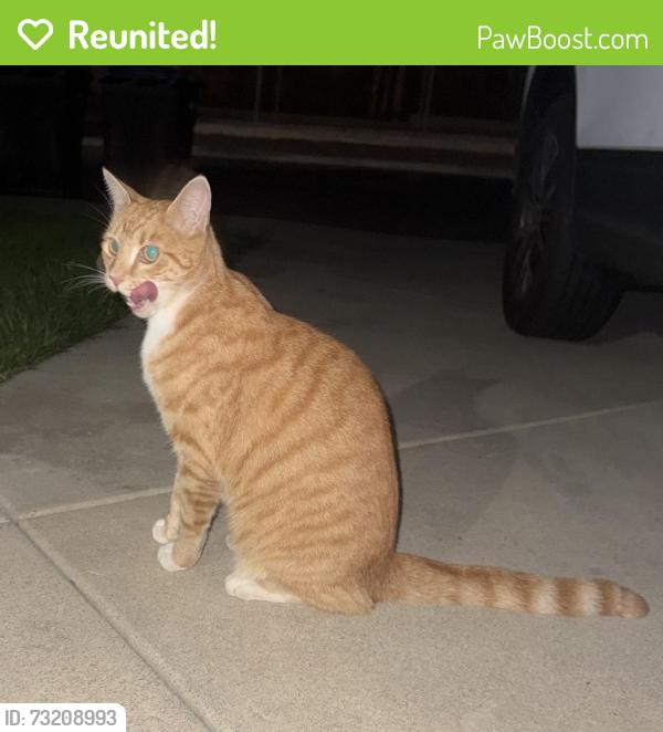 Reunited Male Cat last seen E Glendale Ave, Orange, CA 92865, USA, Orange, CA 92865