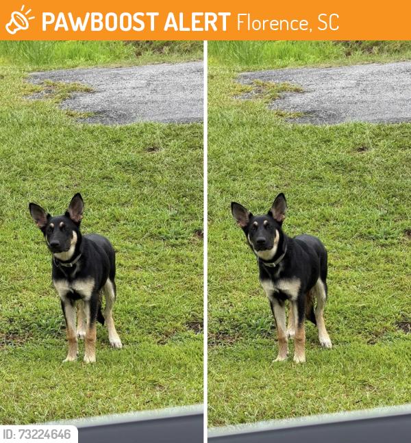 Found/Stray Female Dog last seen Cato & Poor Farm Road, Florence, SC 29505