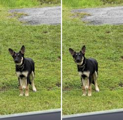 Found/Stray Female Dog last seen Cato & Poor Farm Road, Florence, SC 29505
