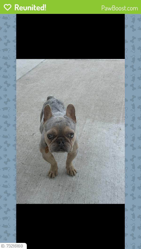 Reunited Male Dog last seen Near Tory drive, Grand Prairie, TX 75052