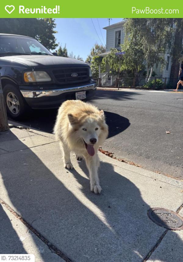 Reunited Female Dog last seen Virginia st, berkely, Berkeley, CA 94703