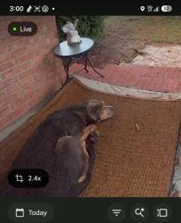 Found/Stray Male Dog last seen Here at mintz ave & maggie st. Closer to mintz ave. Near litte cross creek., Fayetteville, NC 28303
