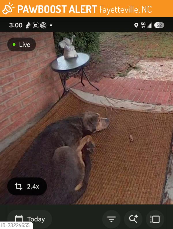 Found/Stray Male Dog last seen Here at mintz ave & maggie st. Closer to mintz ave. Near litte cross creek., Fayetteville, NC 28303