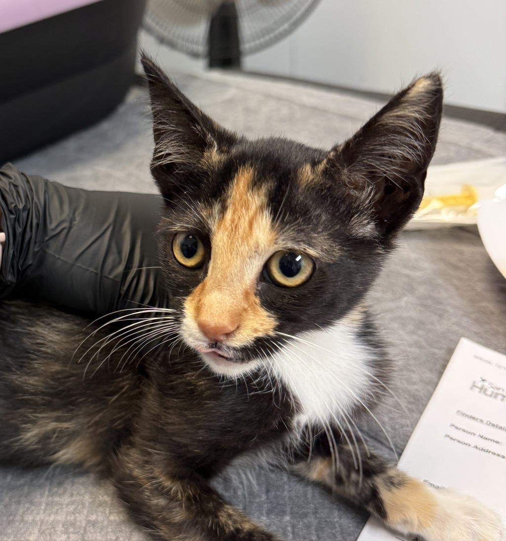 Shelter Stray Female Cat last seen Near Beta Street, San Diego, CA, 92113, 5500 Gaines St, San Diego, CA 92110, USA