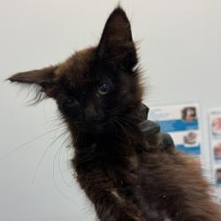 Shelter Stray Female Cat last seen Near Valencia Parkway, San Diego, CA, 92114, Escondido, CA 92027, USA