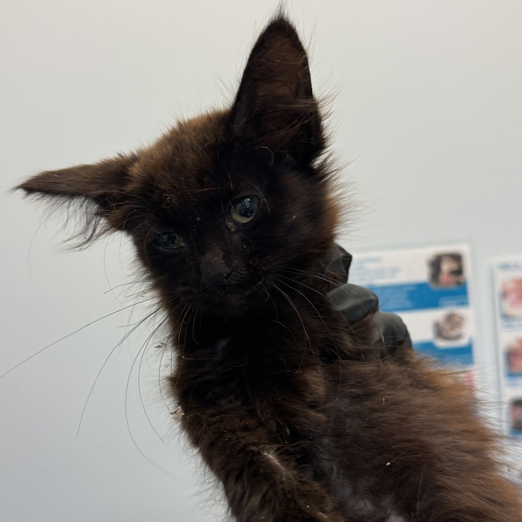 Shelter Stray Female Cat last seen Near Valencia Parkway, San Diego, CA, 92114, Escondido, CA 92027, USA