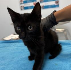 Shelter Stray Female Cat last seen Near Thorn Street, San Diego, CA, 92105, 5500 Gaines St, San Diego, CA 92110, USA