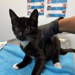 Shelter Stray Female Cat last seen Near Thorn Street, San Diego, CA, 92105, 5500 Gaines St, San Diego, CA 92110, USA