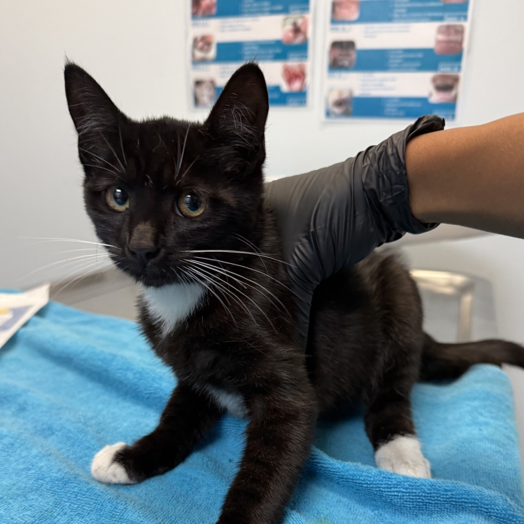 Shelter Stray Female Cat last seen Near Thorn Street, San Diego, CA, 92105, 5500 Gaines St, San Diego, CA 92110, USA