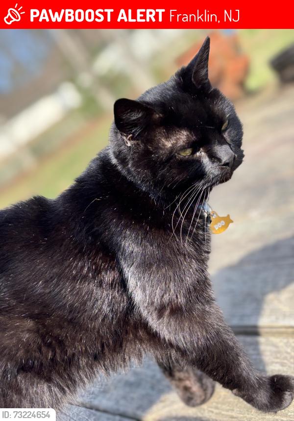 Lost Male Cat last seen Grant Ave, federal Ave, Franklin, NJ 08322