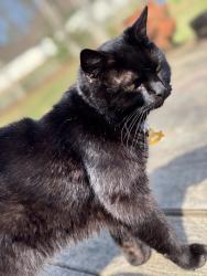 Lost Male Cat last seen Grant Ave, federal Ave, Franklin, NJ 08322