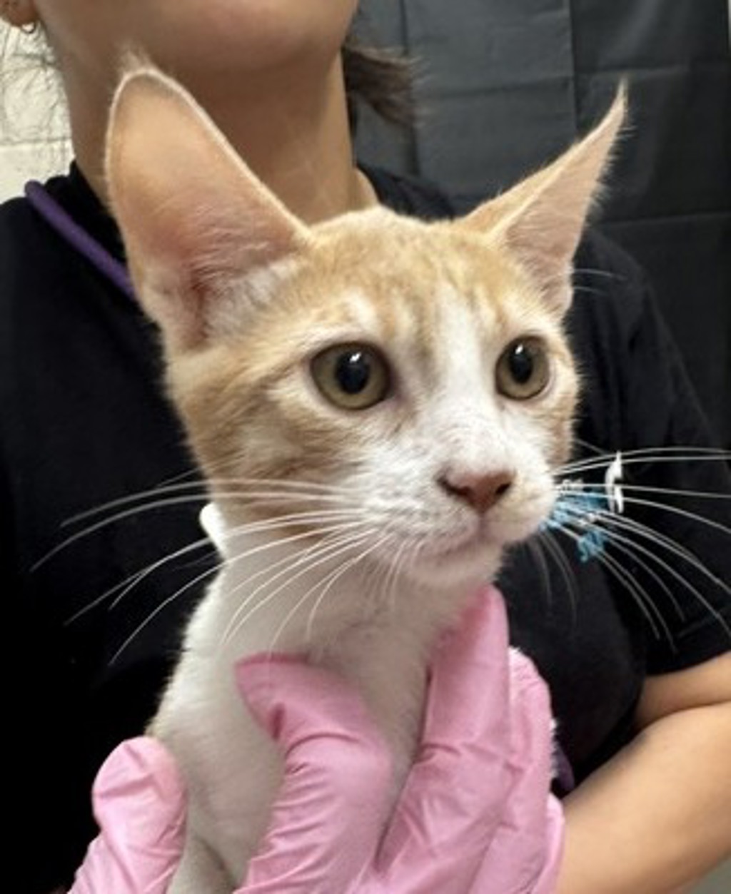 Shelter Stray Female Cat last seen Near Prospect Avenue, Santee, CA, 92071, El Cajon, CA 92020, USA