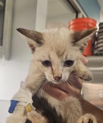 Shelter Stray Unknown Cat last seen Hospitality, San Diego, CA, 92109, 5500 Gaines St, San Diego, CA 92110, USA