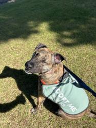Shelter Stray Male Dog last seen Near Petree Street, El Cajon, CA, 92020, El Cajon, CA 92020, USA