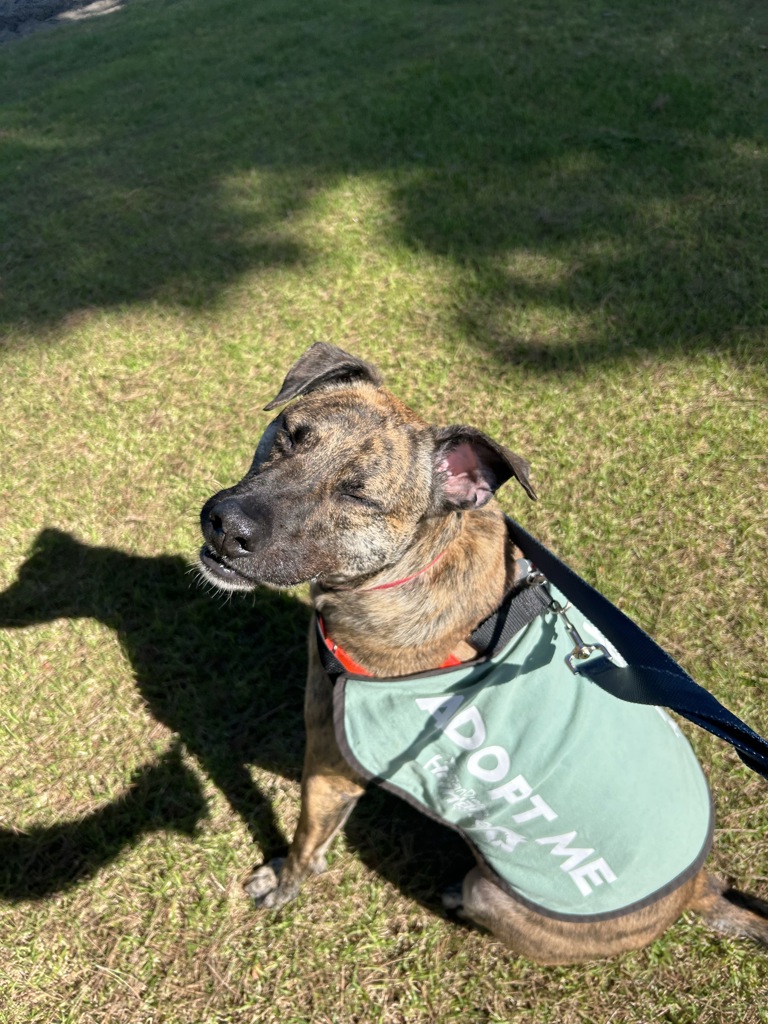 Shelter Stray Male Dog last seen Near Petree Street, El Cajon, CA, 92020, El Cajon, CA 92020, USA
