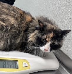 Shelter Stray Female Cat last seen Near Birch Avenue, Escondido, CA, 92027, Escondido, CA 92027, USA