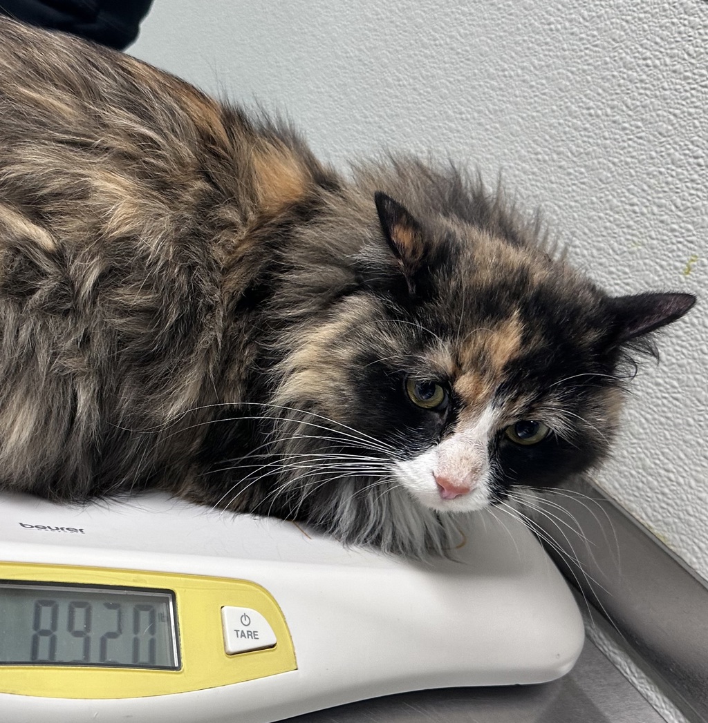 Shelter Stray Female Cat last seen Near Birch Avenue, Escondido, CA, 92027, Escondido, CA 92027, USA