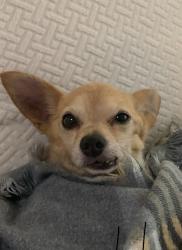 Shelter Stray Male Dog last seen Market Street, San Diego, CA, 92102, 5500 Gaines St, San Diego, CA 92110, USA