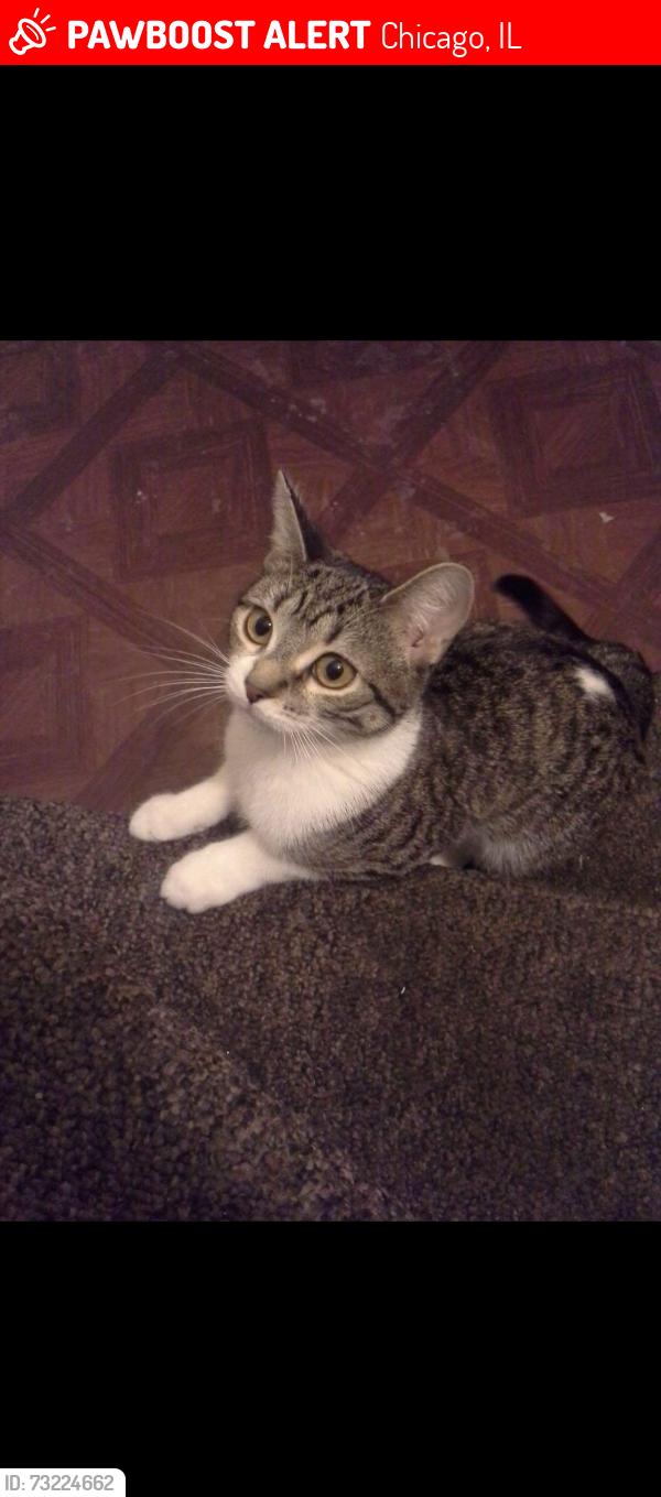 Lost Female Cat last seen Near and Millard, Chicago, IL 60629