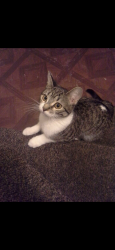 Lost Female Cat last seen Near and Millard, Chicago, IL 60629
