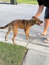 Found/Stray Female Dog last seen Leeward & Downhaul, Escambia County, FL 32507