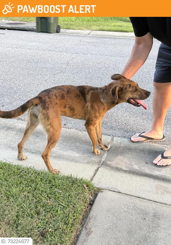 Found/Stray Female Dog last seen Leeward & Downhaul, Escambia County, FL 32507