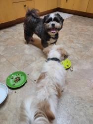 Reunited Male Dog last seen Home Depot on Davis, Pensacola, FL 32503