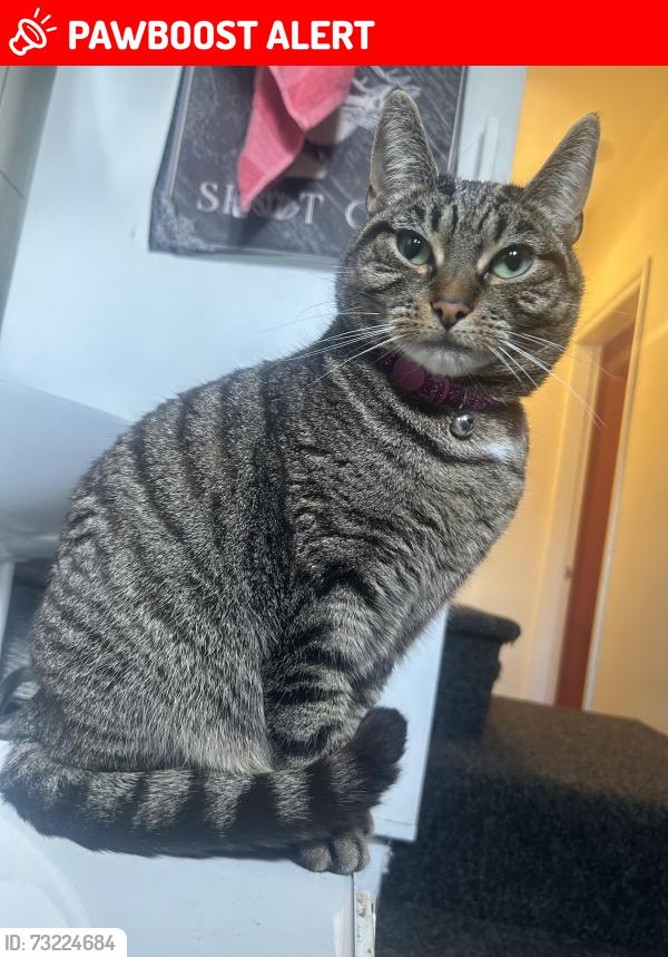 Lost Female Cat last seen Cowcliffe hill road, West Yorkshire, England 