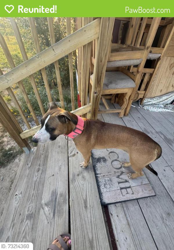 Reunited Female Dog last seen Near 23rd & cynthia dr, west odessa, Odessa, TX 79763