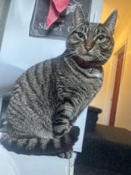 Lost Female Cat last seen Cowcliffe hill road, West Yorkshire, England 