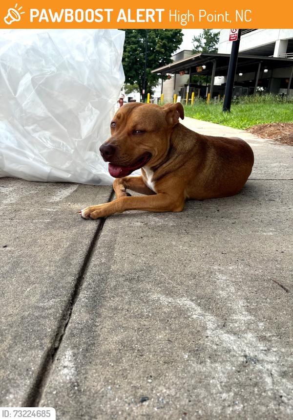 Found/Stray Male Dog last seen Burnheart, High Point, NC 27262