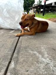 Found/Stray Male Dog last seen Burnheart, High Point, NC 27262