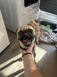 Reunited Male Dog last seen Firewheel, Midland, TX 79705